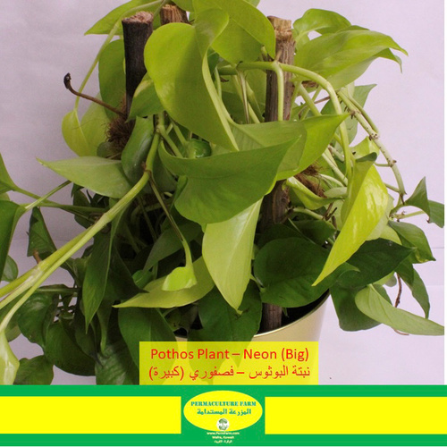 Pothos Plant – Neon (Big)