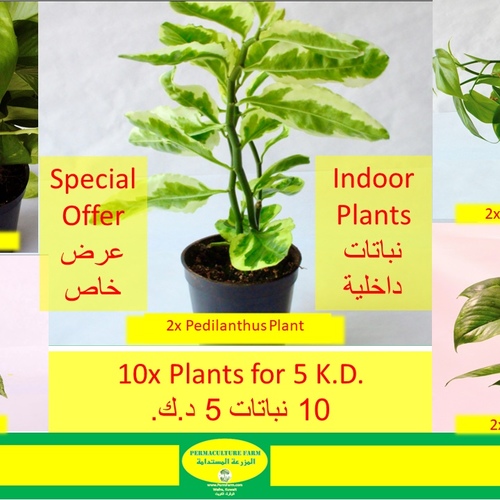 المزرعة المستدامة - -10 Plants 5 K.D. ١٠ نباتات ٥ د.ك.2x Pothos 10cm2x Pothos Neon 10cm2x Philodendron Heartleaf 10cm2x  - -10 Plants 5 K.D. ١٠ نباتات ٥ د.ك.
2x Pothos 10cm2x Pothos Neon 10cm2x Philodendron Heartleaf 10cm2x Pothos Snow Queen 10cm2x Pedilanthus Plant 10cm