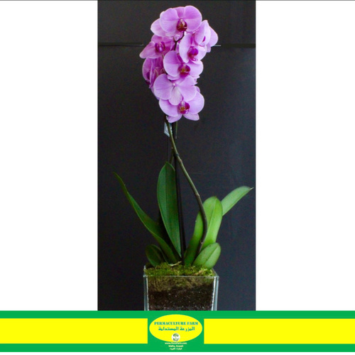 -Orchid Plant Purple 50cmنبتة الاوركيد ٥٠ سم - -Orchid Plant Purple 50cm
نبتة الاوركيد ٥٠ سم

1x Orchid Plant Purple 50cm