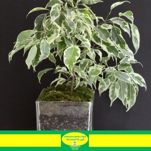 -Ficus White Glass 35cmنبتة الفايكس وايت ٣٥سم - -Ficus White Glass 35cm
نبتة الفايكس وايت ٣٥سم
1x Ficus White Glass 35cm