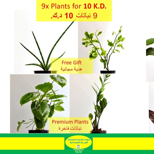 -9 Plants for 10 K.D.   ٩ نباتات ١٠ د.ك.Premium Plants نباتات فاخرة1x Pedilanthus Plant 1x Boston Fe - -9 Plants for 10 K.D.   ٩ نباتات ١٠ د.ك.
Premium Plants نباتات فاخرة
1x Pedilanthus Plant 

1x Boston Fern Plant

1x Ficus Plant

1x Snake Plant - Cylindrica

1x Syngonium  Plant- Chocolate

1x Philo Burle Marx Plant

1x ZZ Plant 

1x Peporomia Plant

1x Peace Lilly Plant
1x Free Gift