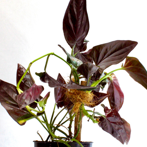 -9 Plants for 10 K.D.   ٩ نباتات ١٠ د.ك.Premium Plants نباتات فاخرة1x Pedilanthus Plant 1x Boston Fe