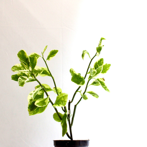 -9 Plants for 10 K.D.   ٩ نباتات ١٠ د.ك.Premium Plants نباتات فاخرة1x Pedilanthus Plant 1x Boston Fe