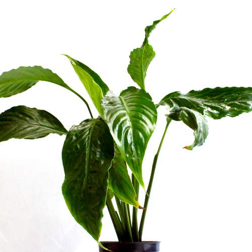 -9 Plants for 10 K.D.   ٩ نباتات ١٠ د.ك.Premium Plants نباتات فاخرة1x Pedilanthus Plant 1x Boston Fe