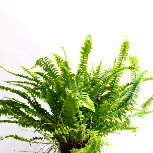 -9 Plants for 10 K.D.   ٩ نباتات ١٠ د.ك.Premium Plants نباتات فاخرة1x Pedilanthus Plant 1x Boston Fe