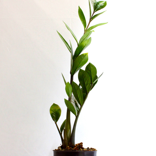 -9 Plants for 10 K.D.   ٩ نباتات ١٠ د.ك.Premium Plants نباتات فاخرة1x Pedilanthus Plant 1x Boston Fe