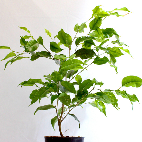 -9 Plants for 10 K.D.   ٩ نباتات ١٠ د.ك.Premium Plants نباتات فاخرة1x Pedilanthus Plant 1x Boston Fe