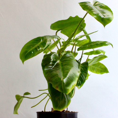 -9 Plants for 10 K.D.   ٩ نباتات ١٠ د.ك.Premium Plants نباتات فاخرة1x Pedilanthus Plant 1x Boston Fe
