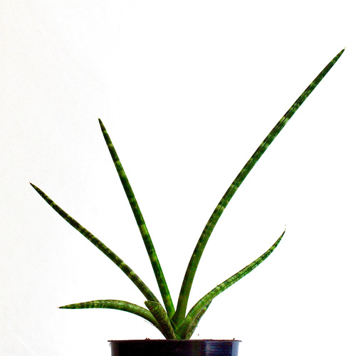 -9 Plants for 10 K.D.   ٩ نباتات ١٠ د.ك.Premium Plants نباتات فاخرة1x Pedilanthus Plant 1x Boston Fe