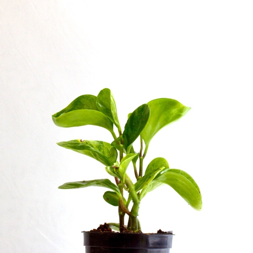 -9 Plants for 10 K.D.   ٩ نباتات ١٠ د.ك.Premium Plants نباتات فاخرة1x Pedilanthus Plant 1x Boston Fe