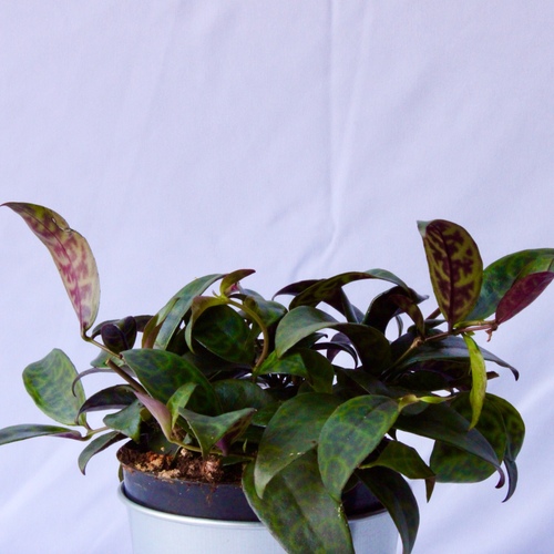 Lipstick Plant 10cm نبتة الحمرة - 1x Lipstick Plant 10cm نبتة الحمرة