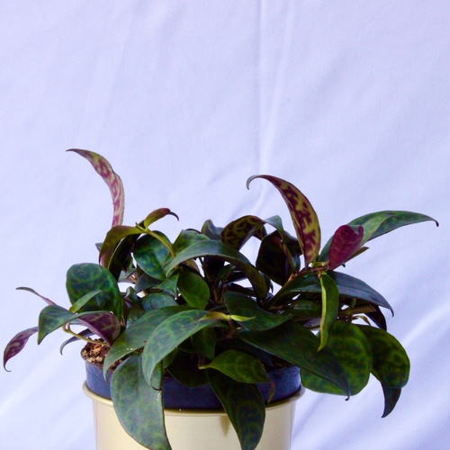 1x Lipstick Plant 10cm نبتة الحمرة