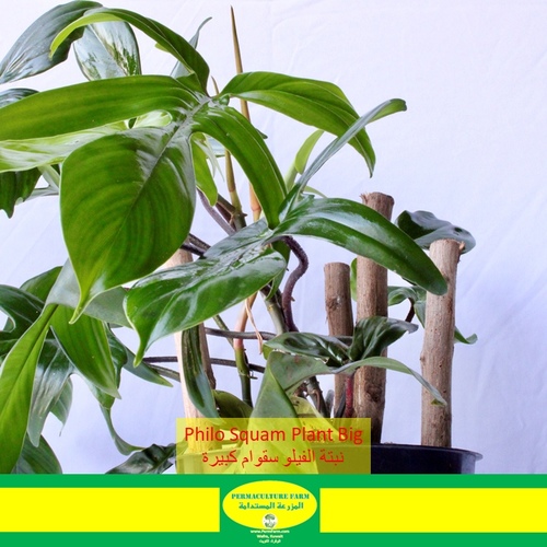 Philo Squam Plant 19cm نبتة - -Philo Squam Plant 19cm نبتة الفيلو سقوام
1x Philo Squam Plant 19cm نبتة الفيلو سقوام
