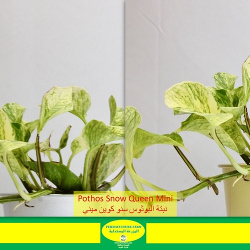 -Pothos Snow Queen Mini نبتة البويوس سنو كوين - -Pothos Snow Queen Mini نبتة البويوس سنو كوين
1x Pothos Snow Queen Mini