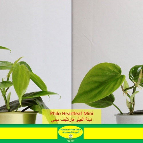 Philo Heartleaf Mini نبتة الفيلو هارتليف - -Philo Heartleaf Mini نبتة الفيلو هارتليف

1x Philo Heartleaf Mini