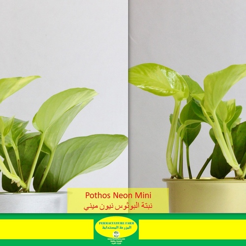 Pothos Neon Mini نبتة البوثوس نيون - -Pothos Neon Mini نبتة البوثوس نيون
1x Pothos Neon Mini