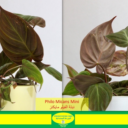 Philo Micans Mini نبتة الفيلو مايكنز - -Philo Micans Mini نبتة الفيلو مايكنز
1x Philo Micans Mini
