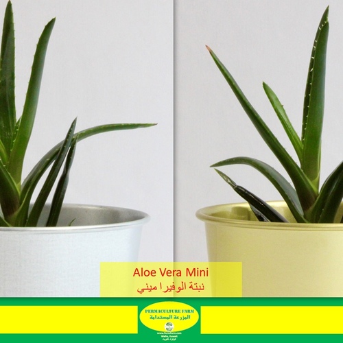 Aloe Vera Mini نبتة الوفيرا - -Aloe Vera Mini نبتة الوفيرا
1x Aloe Vera Mini
