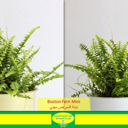 Boston Feen Mini نبتة السرخس - -Boston Feen Mini نبتة السرخس1x Boston Fern Mini