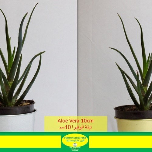 Aloe Vera 10cm نبتة الوفيرا - -Aloe Vera 10cm نبتة الوفيرا
1x Aloe Vera 10cm