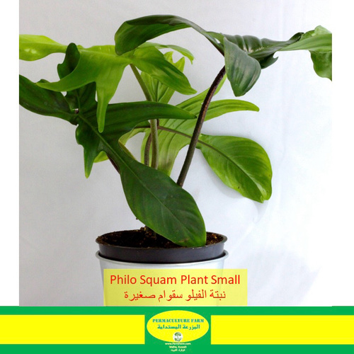 Philo Squam Plant 10cm نبتة فيلو سقوام - -Philo Squam Plant 10cm نبتة فيلو سقوام
1x Philo Squam Plant 10cm