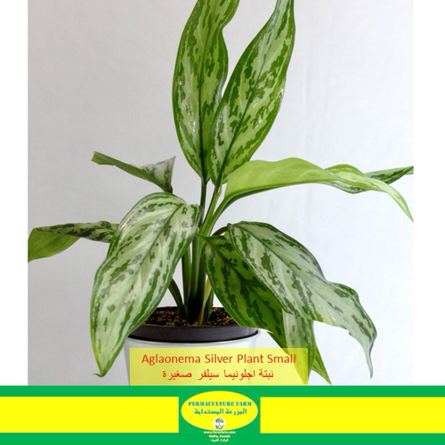 Aglaonema Silver Plant 10cm نبتة انجلونيما سيلفر - Aglaonema Silver Plant 10cm نبتة انجلونيما سيلفر
1x Aglaonema Silver Plant 10cm