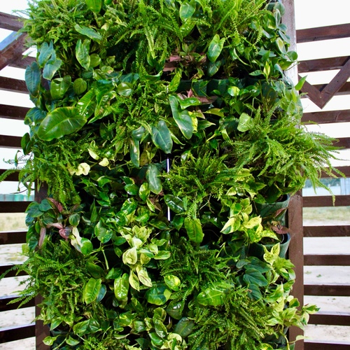 Living Green Wall 60 Plants جدار اخضر حي - Living Green Wall 60 Plants جدار اخضر حي ٦٠ نبتة