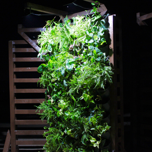 Living Green Wall 66 Plants جدار اخضر حي