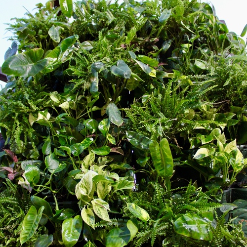 Living Green Wall 66 Plants جدار اخضر حي