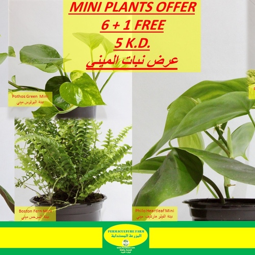 MINI PLANTS OFFER6 + 1 FREE5 K.D.عرض نبات الميني - MINI PLANTS OFFER6 + 1 FREE5 K.D.عرض نبات الميني
Pothos Neon Miniنبتة نيون البوثوس ميني
Philo Micans Miniنبتة الفيلو مايكنز ميني
Pothos Green Miniنبتة البوثوس ميني 
Boston Fern Miniنبتة السرخس ميني 
Pothos Snow Queen Miniنبتة البوثوس سنو كوين ميني
Philo Heartleaf Miniنبتة الفيلو هارتليف ميني