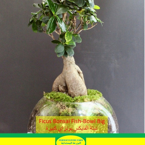 -Ficus Bonsai Fish-Bowl Big نبتة الفايكس بوزاي كبيرة - -Ficus Bonsai Fish-Bowl Big نبتة الفايكس بوزاي كبيرة
1x Ficus Bonsai Fish-Bowl Big