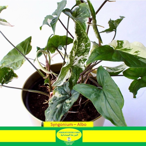 -Syngonium - Albo (Big) - -Syngonium - Albo 19cm
1x Syngonium Albo 19cm