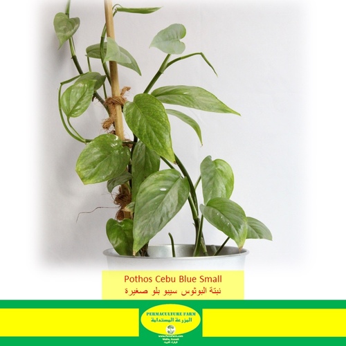 -Pothos Cebu Blue Small نبتة البوثوس سيبو بلو صغيرة - Pothos Cebu Blue Small نبتة البوثوس سيبو بلو صغيرة
-1x Pothos Cebu Blue Small
