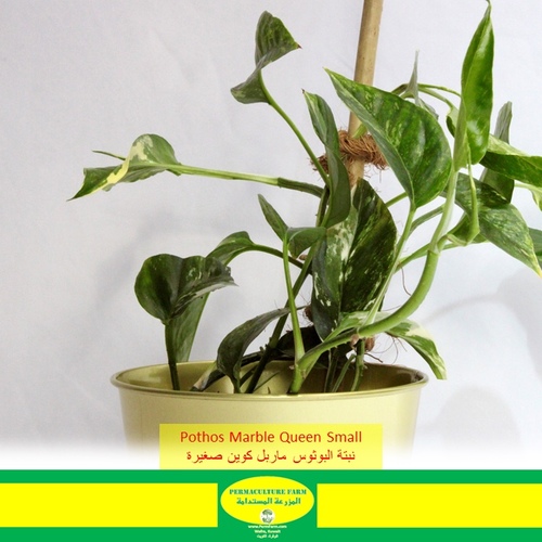-Pothos Marble Queen Small نبتة البوثوس واربل كوين صغيرة - -Pothos Marble Queen Small نبتة البوثوس واربل كوين صغيرة
1x Pothos Marble Queen Small