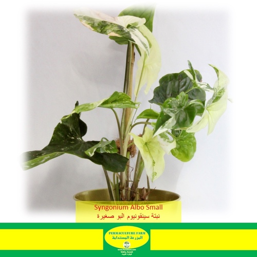 -Syngonium Albo Small نبتة السينقونيوم البو صغيرة - -Syngonium Albo Small نبتة السينقونيوم البو صغيرة
1x Syngonium Albo Small