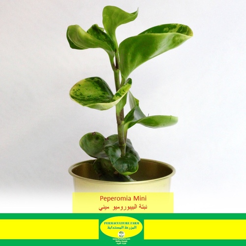 -Peperomia Mini نبتة البيبورميا ميني - -Peperomia Mini نبتة البيبورميا ميني
1x Peperomia Mini