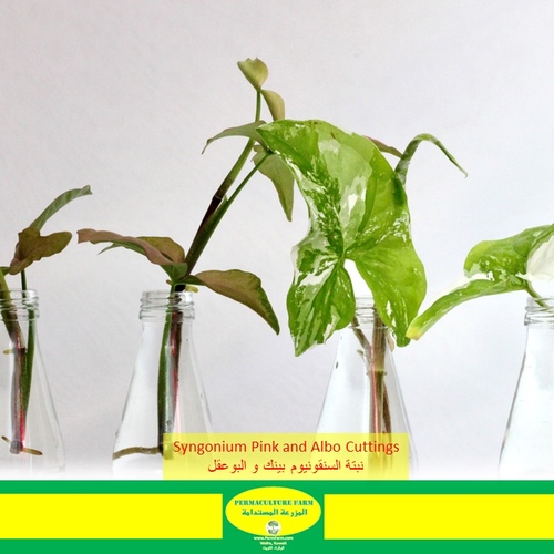 -Syngonium Pink and Albo Cuttings نبتة السينقونيوم بينك والبو عقل - -Syngonium Pink and Albo Cuttings نبتة السينقونيوم بينك والبو عقل
2x Syngonium Pink Cuttings2x Syngonium Albo Cuttings