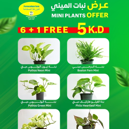 MINI PLANTS OFFER6 + 1 FREE5 K.D.عرض نبات الميني - MINI PLANTS OFFER6 + 1 FREE5 K.D.عرض نبات الميني
Pothos Neon Miniنبتة نيون البوثوس ميني
Philo Micans Miniنبتة الفيلو مايكنز ميني
Pothos Green Miniنبتة البوثوس ميني 
Boston Fern Miniنبتة السرخس ميني 
Pothos Snow Queen Miniنبتة البوثوس سنو كوين ميني
Philo Heartleaf Miniنبتة الفيلو هارتليف ميني