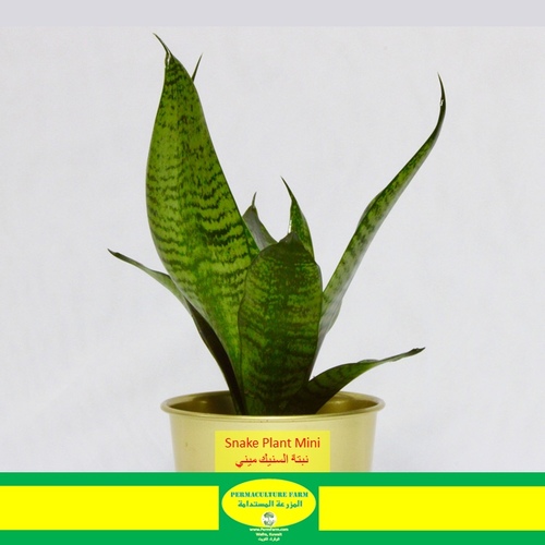 Snake Plant Mini نبتة السنيك ميني - -Snake Plant Mini نبتة السنيك ميني
1x Snake Plant Mini