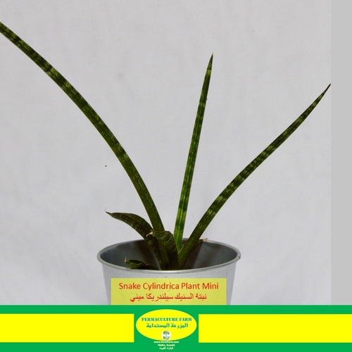 Snake Cylindrica Plant  Mini نبتة السنيك سيلندريكل ميني - Snake Cylindrica Plant  Mini نبتة السنيك سيلندريكل ميني
1x Snake Cylindrica Plant Mini