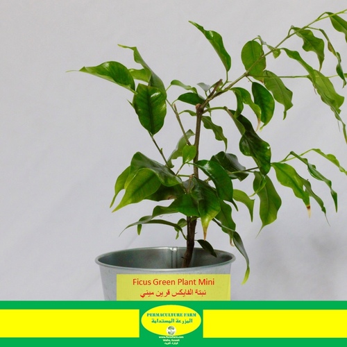 Ficus Plant Green Mini نبتة الفايكس قرين ميني - -Ficus Plant Green Mini نبتة الفايكس قرين ميني1x Ficus Plant Green Mini