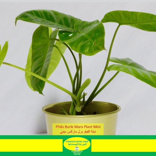 -Philo Burle Marx Mini نبتة برل ماركس ميني - -Philo Burle Marx Mini نبتة برل ماركس ميني1x Philo Burle Marx Mini