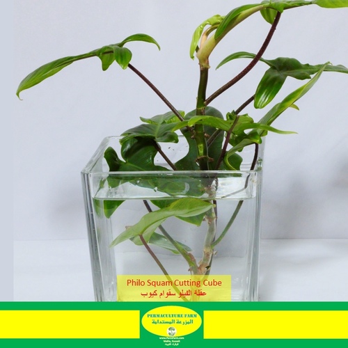 -Philo Squan Cutting Cube عقلة الفيلو سقوام كيوب - -Philo Squan Cutting Cube عقلة الفيلو سقوام كيوب
1x Philo Squam Cutting Cube