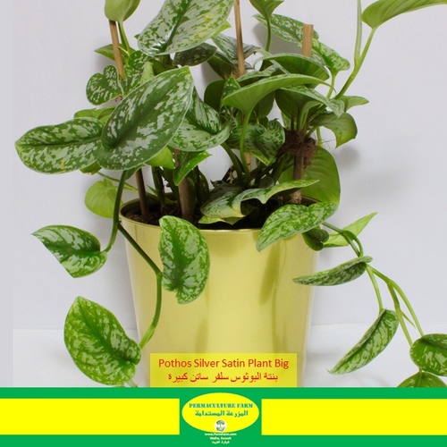 -Pothos Silver Satin Plant Big نبتة البوثوس سلفر ساتن كبيرة - -Pothos Silver Satin Plant Big نبتة البوثوس سلفر ساتن كبيرة1x Pothos Silver Satin Plant Big