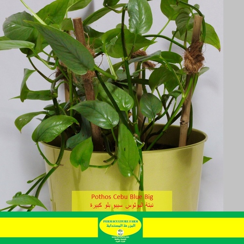 -Pothos Cebu Blue Plant Big نبتة البوثوس سيبو بلو كبيرة - -Pothos Cebu Blue Plant Big نبتة البوثوس سيبو بلو كبيرة1x Pothos Cebu Blue Plant Big