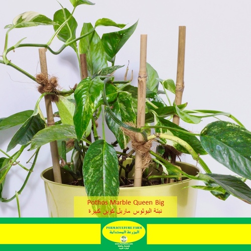 -Pothos Marble Queen Plant Big نبتة البوثوس ماربل كوين كبيرة - -Pothos Marble Queen Plant Big نبتة البوثوس ماربل كوين كبيرة
1x Pothos Marble Queen Plant Big