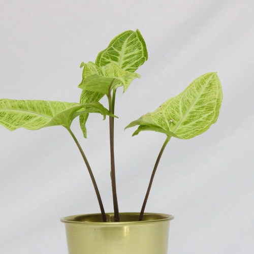-Syngonium Green Plant Mini نبتة السنقونيوم قرين ميني - -Syngonium Green Plant Mini نبتة السنقونيوم قرين ميني
1x Syngonium Green Plant Mini