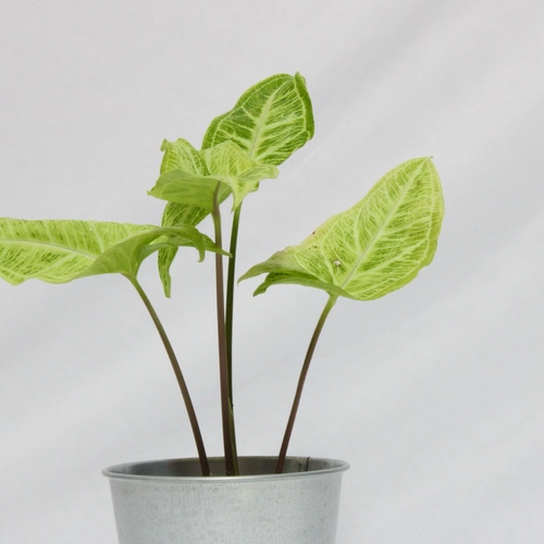 -Syngonium Green Plant Mini نبتة السنقونيوم قرين ميني