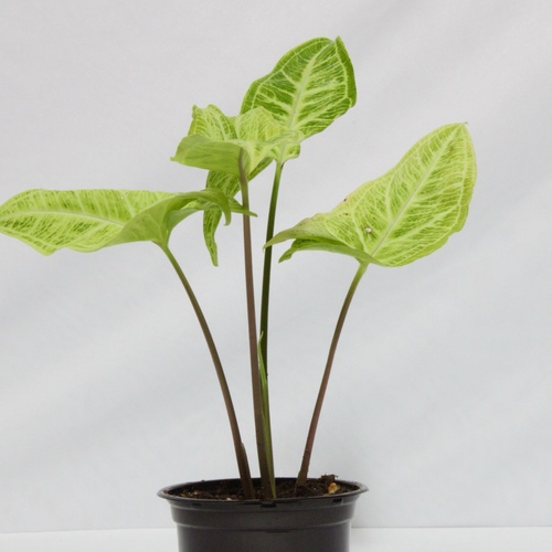 -Syngonium Green Plant Mini نبتة السنقونيوم قرين ميني
