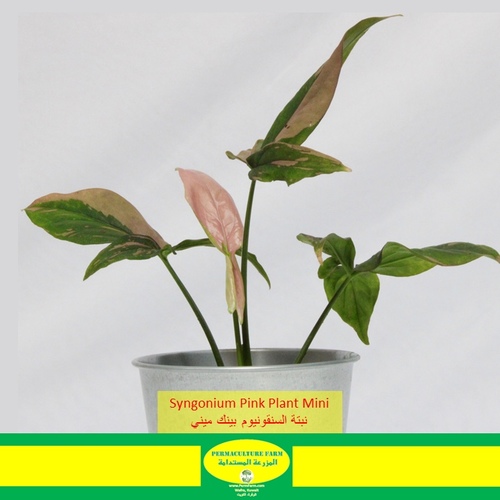 -Syngonium Pink Plant Mini نبتة السنقونيوم بينك ميني - -Syngonium Pink Plant Mini نبتة السنقونيوم بينك ميني
1x Syngonium Green Plant Mini
